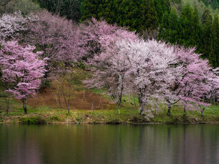 中綱湖のオオヤマザクラ　長野県大町市