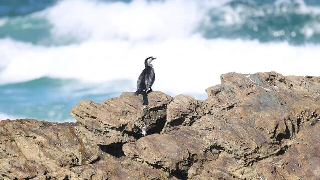 Cormorant Overlooking Turbulent Sea