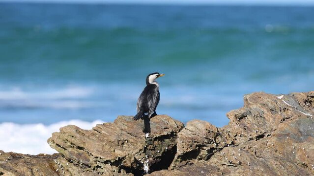 Cormorant Observing Waves on Shoreline