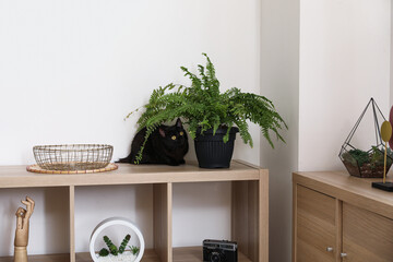 Cute black cat and houseplant on chest of drawers near wall