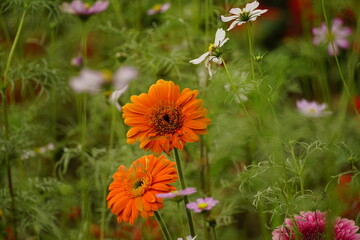 Close-up of gerbera flowers blooming in the garden