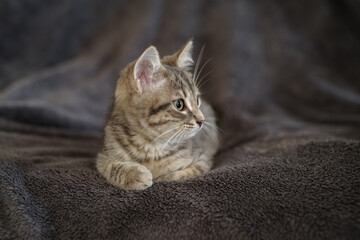 Kitten 3 months resting in its home
