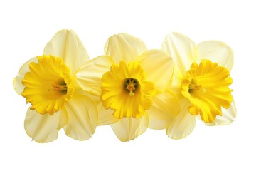 Obraz premium Isolated Yellow Trumpet Flower on White Background. Perfect for Spring-themed Designs and Daffodil