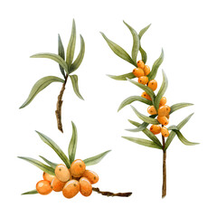 Sea buckthorn orange berries on branches with leaves watercolor illustration set isolated on white background. Wild forest plant for organic natural products packages and vegan friendly cosmetics