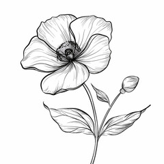 Fototapeta premium Vector poppy flower. Black and white engraved ink art. Isolated poppy illustration element on white background.