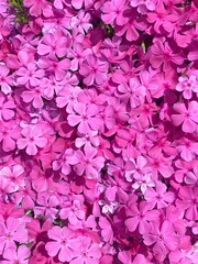 Ground Cover plants. Phlox Ruby Riot. Phlox Douglas. Creeping Phlox Groundcovers. Many pink flowers