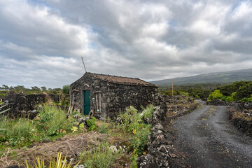 Azores. Pico Island at spring. Atlantic Ocean. The vineyards are fenced with black volcanic basalt...