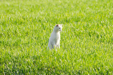 Stray Cat Stalks Prey in Lush Green Meadow