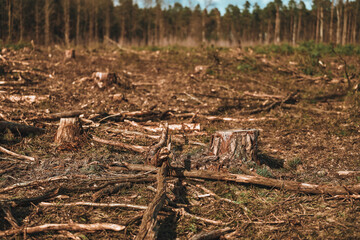 Uncontrolled Deforestation Ravaging European Forests and Ecological Balance