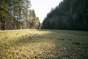 Unwanted Mounds: Moles Turn a Lawn into a Landscape