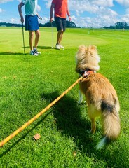 play golf with a dog