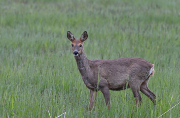 Reh weiblich