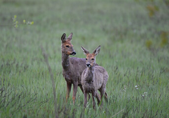 Rehe