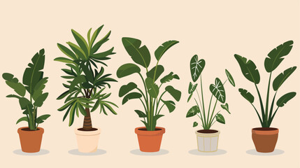 Set of house plants in pots. Vector flat style illustration