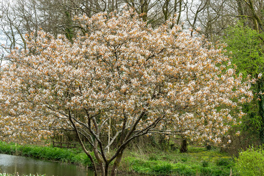 Amelanchier lamarckii a small deciduous tree with a white blossom flower in early spring commonly known as snowy mespilus or juneberry, stock photo image