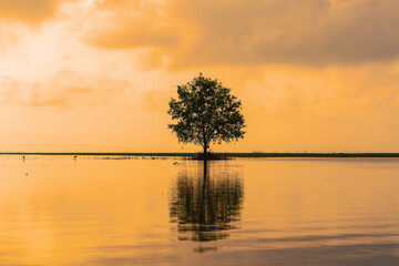 A lonely tree on meadow with lake water reflections at sunset.
