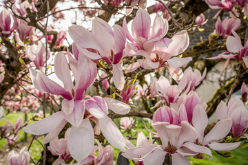 Alencon, France - 03 20 2024: Nature in bloom in spring season. View of a Pink magnolia in bloom in a garden along the street.