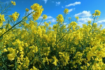 Fleurs jaunes de colza (brassica napus) dans un champ en Champagne Ardenne, sous un ciel bleu, au printemps (France)