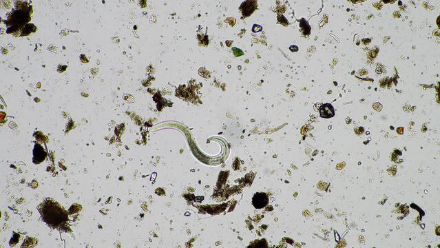 soil microorganisms including nematode, microarthropods, micro arthropod, tardigrade, and rotifers a soil sample, soil fungus and bacteria on a regenerative farm in compost under the microscope.
