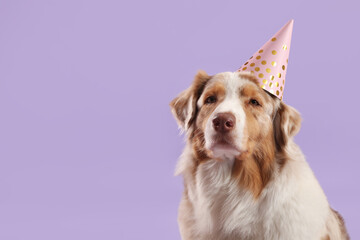 Cute Australian Shepherd dog with party hat on purple background