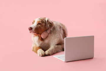Cute fluffy Australian Shepherd dog with headphones and laptop on pink background