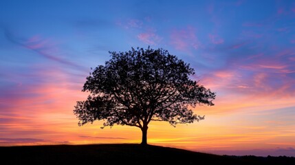 Silhouette of a lone tree at sunset, stark against a vibrant sky