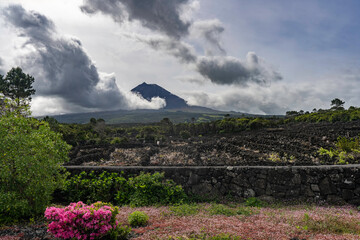 Azores. Pico Island in clouds. The vineyards are fenced with black volcanic basalt stone. Villas...
