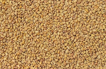 Fenugreek Seed or Methi Background with Copy Space in Horizontal Orientation