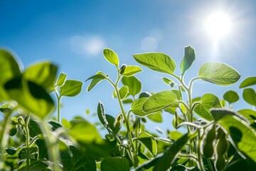 Soybean plants thriving on a sunny farm under a blue sky. Concept Agriculture, Farming, Crop Growth, Plant Health, Sunny Skies - obrazy, fototapety, plakaty