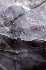 Closeup of Waterdrops or Dew Drops on Spider Web or Cobweb in Vertical Orientation