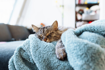 sleeping gray domestic cat on soft blanket
