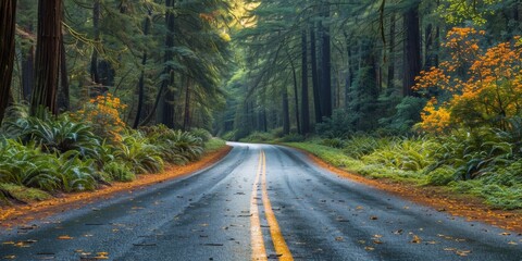 Naklejka premium Embark on a mysterious journey through foggy woods, winding along scenic roads amidst towering pines.