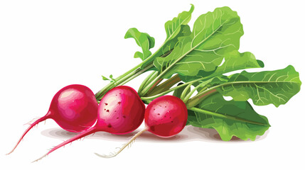 Ripe radishes on white background Vectot style vector