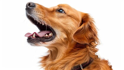 Fototapeta premium Expressive dog barking on leash against white backdrop with intense body language