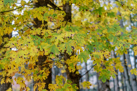 Rhytisma acerinum disease on yellowing autumn maple leaves in the park
