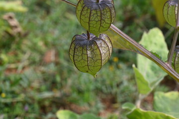Physalis angulata flowers. It  is an erect herbaceous annual plant belonging to the nightshade family Solanaceae. The flowers are five sided and pale yellow. yellow orange fruits are borne inside.
