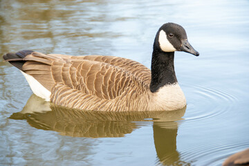 Canadian geese (Branta canadensis) on the lake. Wild geese swim in the Pete Sensi Park, NJ, USA