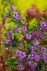 Native and temperate garden in the Lower Buller Gorge, Westport, West Coast, New Zealand.