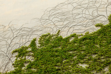 wall covered in green vines