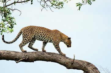 The leopard, with its sleek coat adorned by striking rosette patterns, prowls the jungle with...