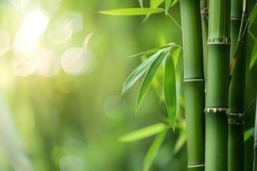 A Detailed View of a Bamboo Plant with Vibrant Green Stalks in the Foreground and Background. Concept Nature, Bamboo Plant, Green Stalks, Detailed View, Vibrant Colors