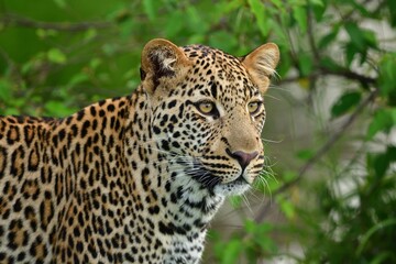The sleek leopard prowls the jungle, its spotted coat blending seamlessly with the dappled sunlight filtering through the trees.