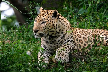 The leopard, with its sleek coat of golden spots, prowls the jungle with silent grace, a master of stealth.