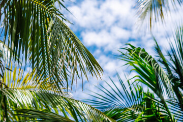 Coconut green tropical palm branches blue sky white clouds abstract background bright shiny sun day...