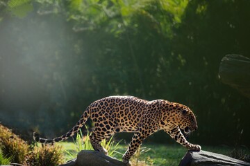 The leopard, with its golden coat adorned by rosette patterns, prowls stealthily through the...
