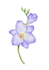 Watercolor freesia violet flower bud. Hand drawn color isolated drawing
