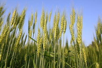 Ears of wheat plants. Panoramic view of green field of wheat a clear sunny day. Green wheat field swaying in the wind. Beautiful view of green field.