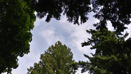 Fototapeta premium trees and sky