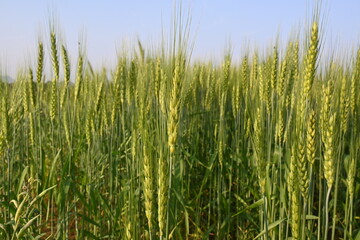 Ears of wheat plants. Panoramic view of green field of wheat a clear sunny day. Green wheat field swaying in the wind. Beautiful view of green field.