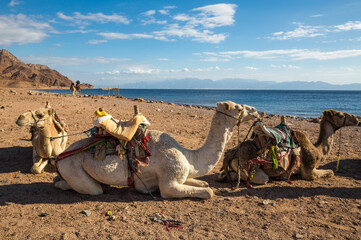 View of camels on the coast of Red sea
